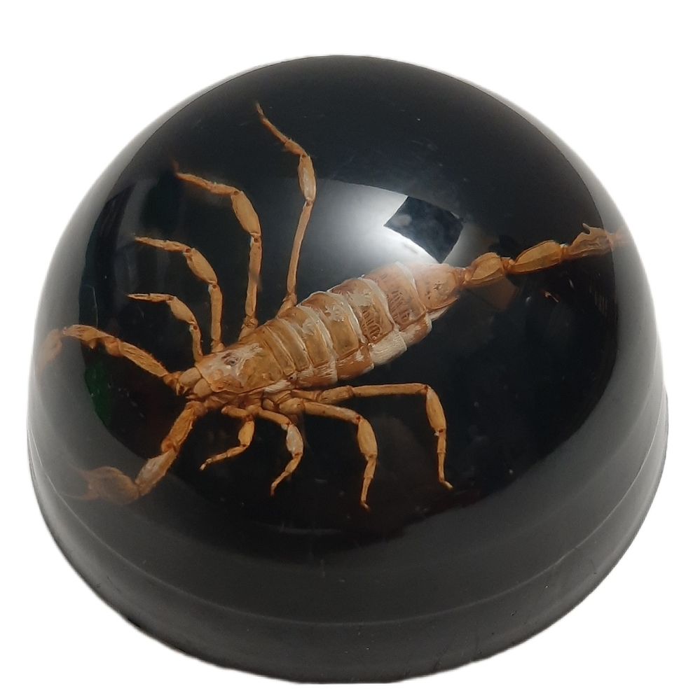 🍒 Vintage Real Scorpion Domed Paper Weight Clear Acrylic w/ Black Background